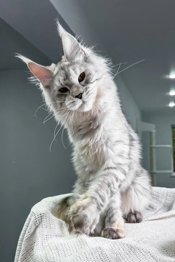 Yashma | maine coon kitten