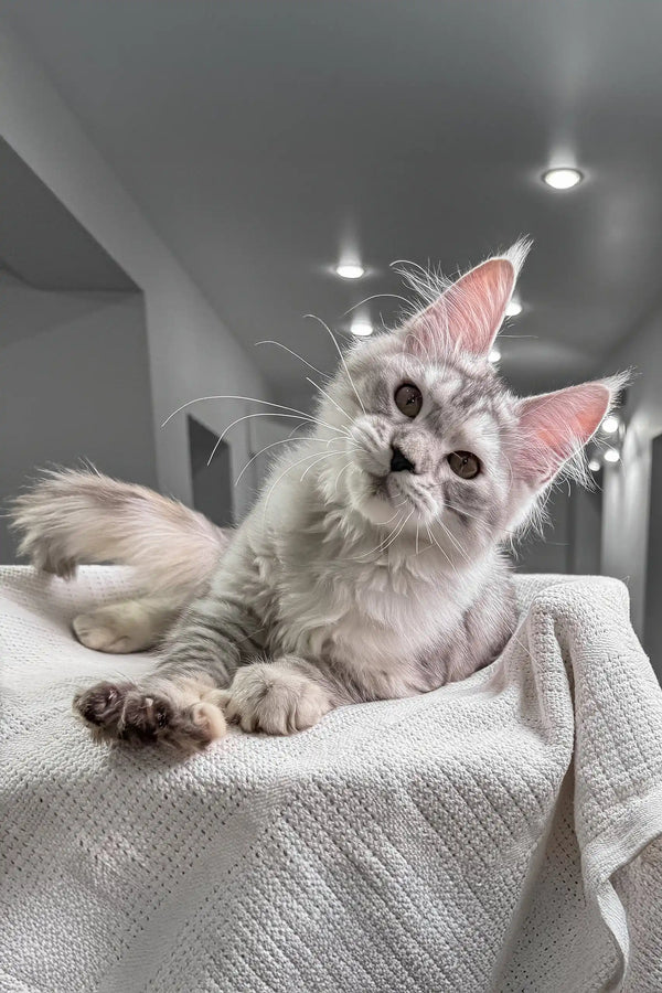 Silver Maine Coon kitten named Yashma, super cute and fluffy. Ideal pet!