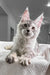 Adorable Silver Tabby Maine Coon Kitten named Yashma ready for a new home