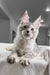 Adorable Silver Tabby Maine Coon Kitten Yashma ready for a loving home