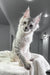 Silver tabby Maine Coon cat named Yashma, adorable and fluffy Maine Coon kitten