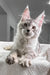 Cute Silver Tabby Maine Coon Kitten named Yashma looking playful and adorable