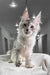 Adorable Silver Tabby Maine Coon Kitten Yashma, perfect for your new furry friend