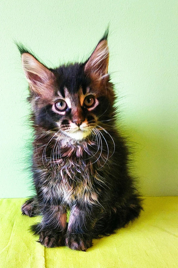 Fluffy Tortoiseshell Maine Coon Kitten with Alert Ears and Bright Eyes