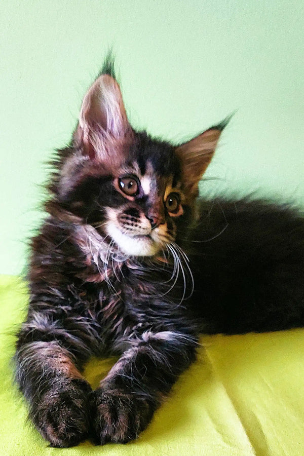 Fluffy Maine Coon kitten with ear tufts and whiskers in Yasin product image