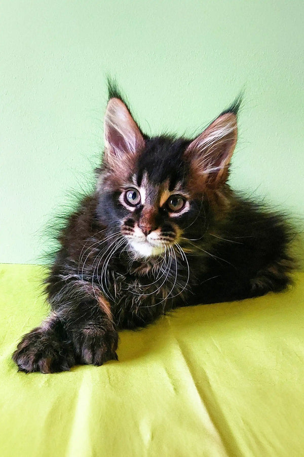 Maine Coon kitten Yasin with cute ear tufts and an alert expression