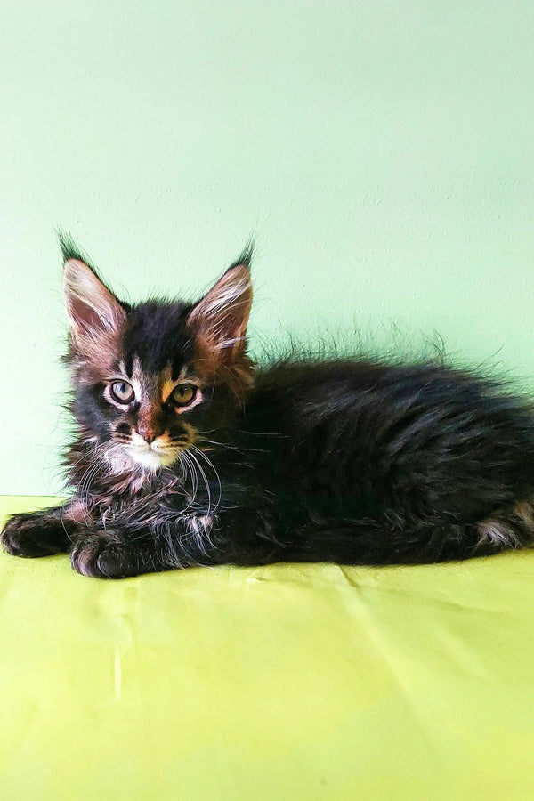 Fluffy black Maine Coon kitten with alert eyes lying on its side