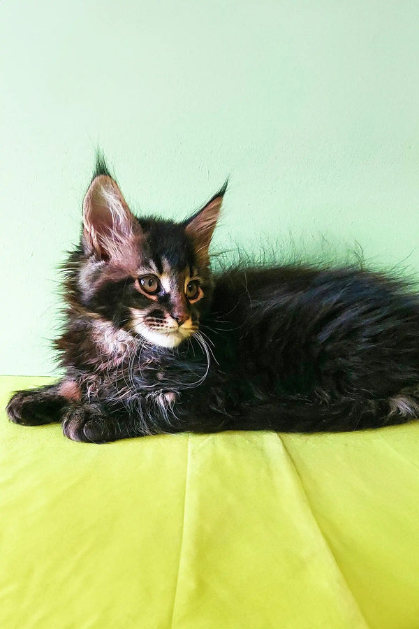 Fluffy Maine Coon kitten lounging on a vibrant yellow surface