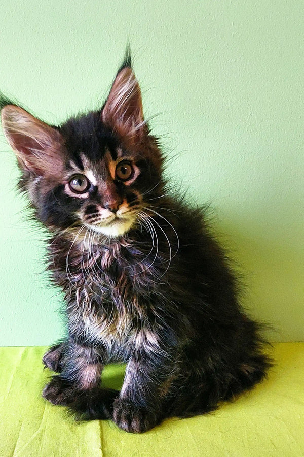 Fluffy black and brown Maine Coon kitten Yasin with bright eyes and long whiskers