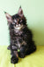 Fluffy Maine Coon kitten Yasin with striking eyes and tufted ears looking adorable