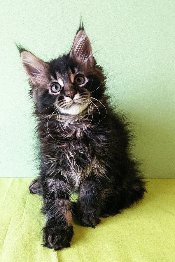 Fluffy Maine Coon kitten Yasin with striking eyes and tufted ears looking adorable