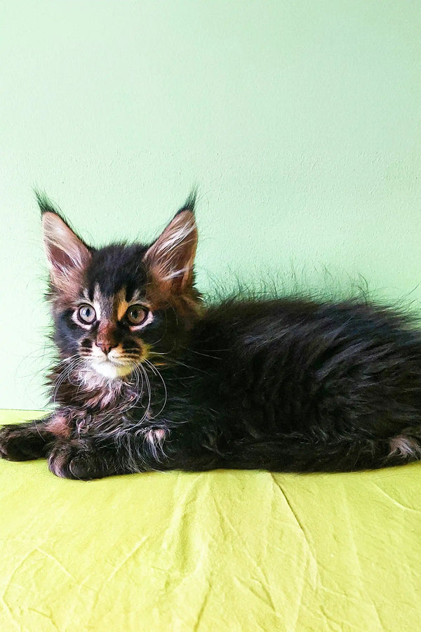 Cute Maine Coon kitten named Yasin with fluffy fur and fluffy ear tufts