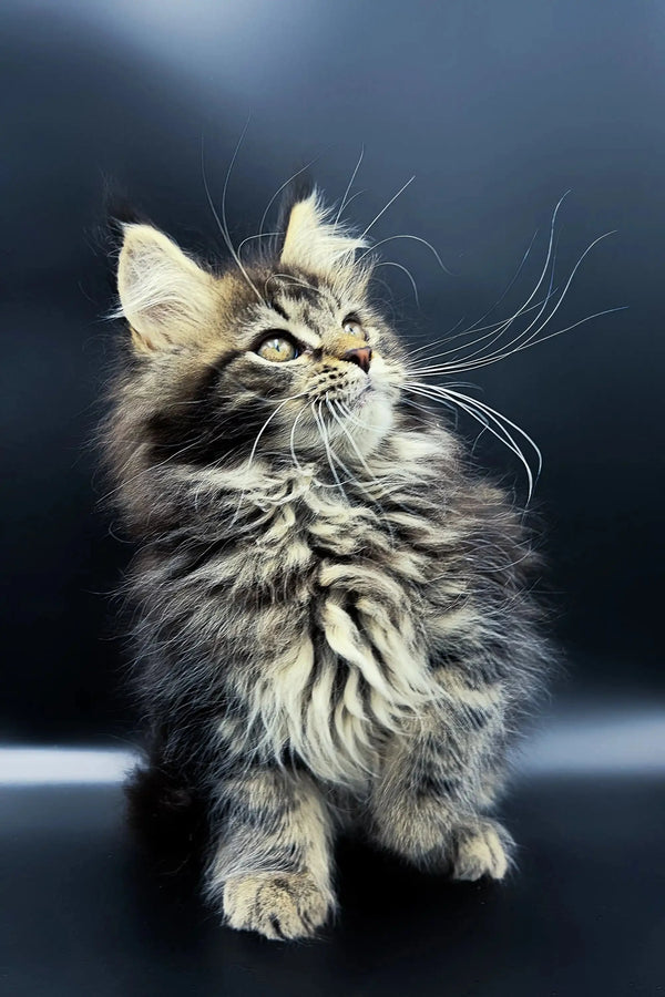 Fluffy Maine Coon kitten Yasmine with striking whiskers and an alert expression