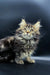 Fluffy Maine Coon kitten with wide eyes and tufted ears, perfect for any cat lover