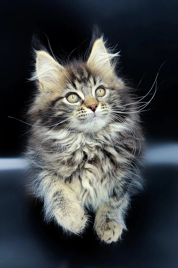 Fluffy Maine Coon kitten Yasmine with green eyes and long whiskers