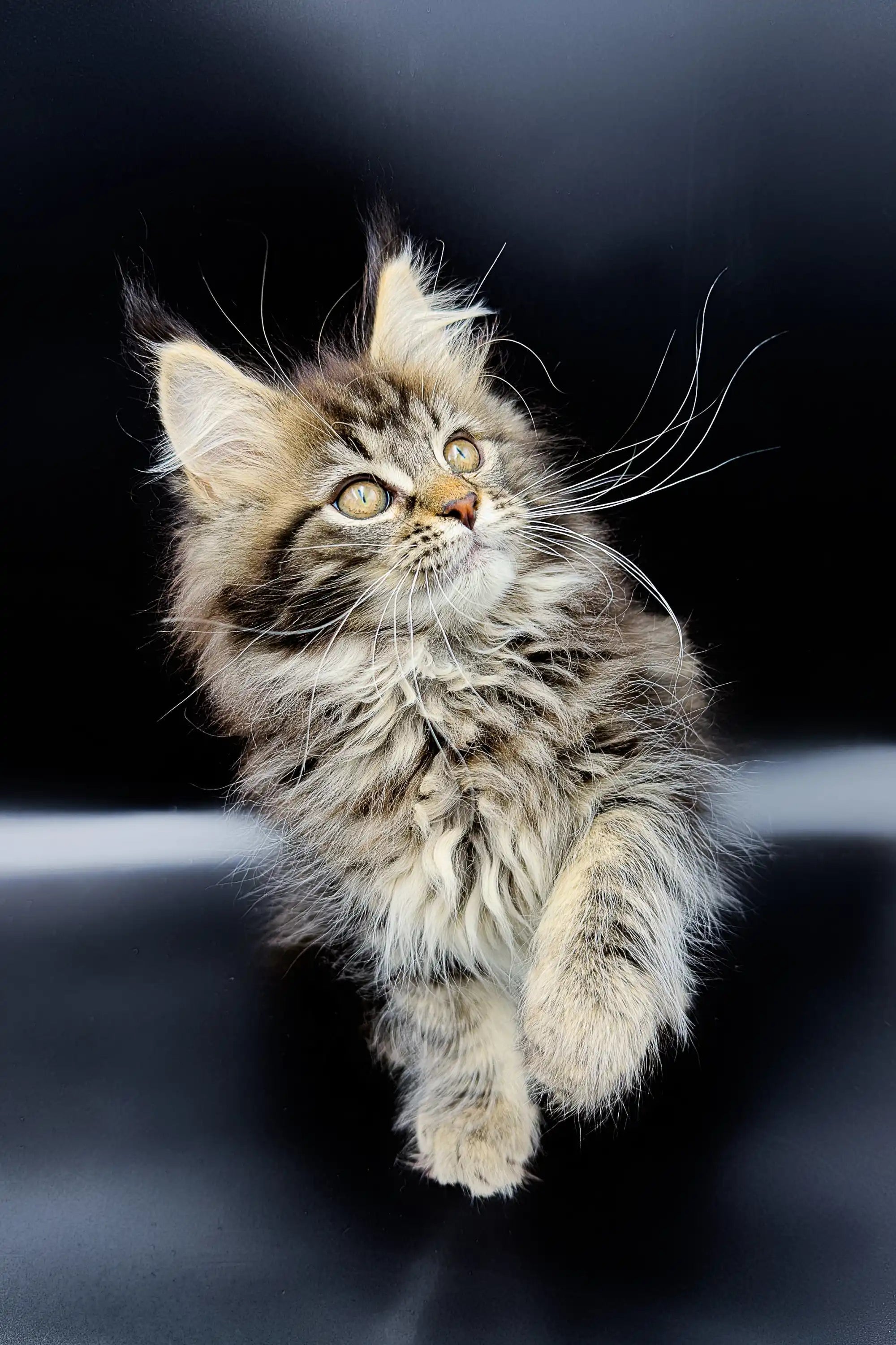 Maine Coon Kittens for Sale Yasmine | Kitten