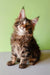 Fluffy Maine Coon kitten Yeshua with ear tufts and an alert expression