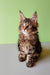 Fluffy Maine Coon kitten with big ears and an alert look, perfect for your home