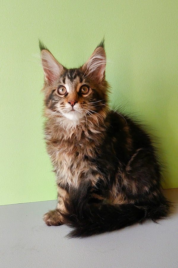 Adorable Maine Coon kitten with ear tufts and fluffy coat named Yeshua