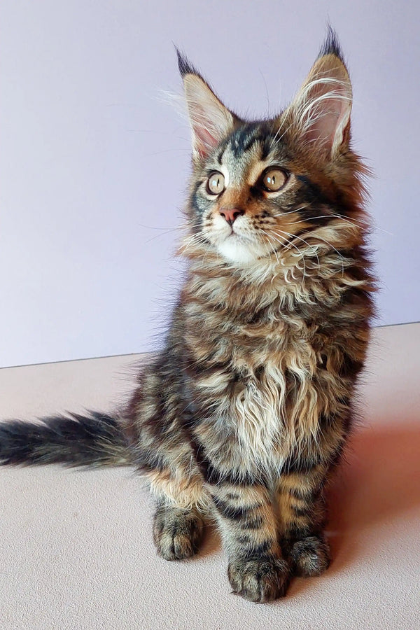 Fluffy Maine Coon kitten with ear tufts, perfect for any cat lover