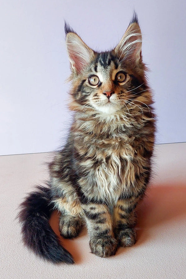 Cute Maine Coon kitten with ear tufts and fluffy coat, perfect for loving homes
