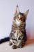 Fluffy Maine Coon kitten with alert ears and wide eyes sitting upright