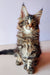 Adorable Maine Coon kitten with fluffy coat and cute ear tufts from Yeshua