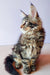 Long-haired Maine Coon kitten with ear tufts sitting upright, looking adorable