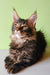 Adorable Maine Coon kitten Yeshua with fluffy fur and ear tufts