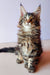 Adorable Maine Coon kitten with fluffy coat and cute ear tufts, Yeshua the Coon kitten