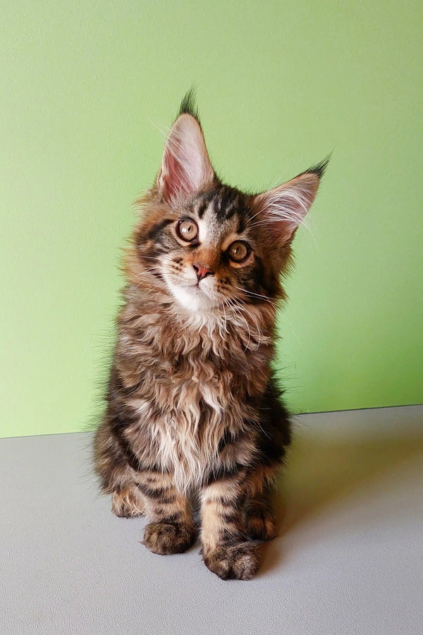 Fluffy Maine Coon kitten with big ears and alert look, perfect for any cat lover