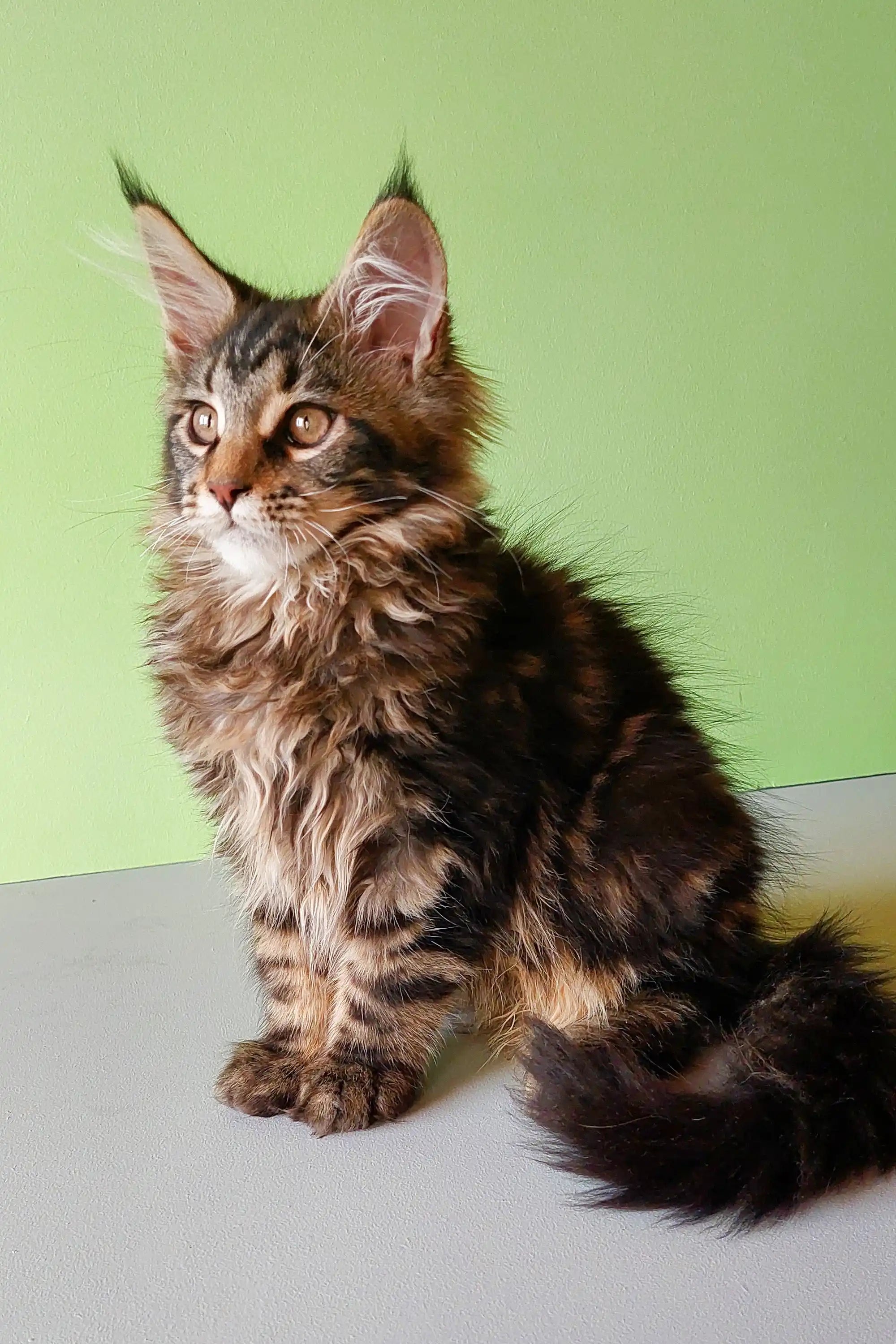 Maine Coon Kittens for Sale Yeshua | Kitten