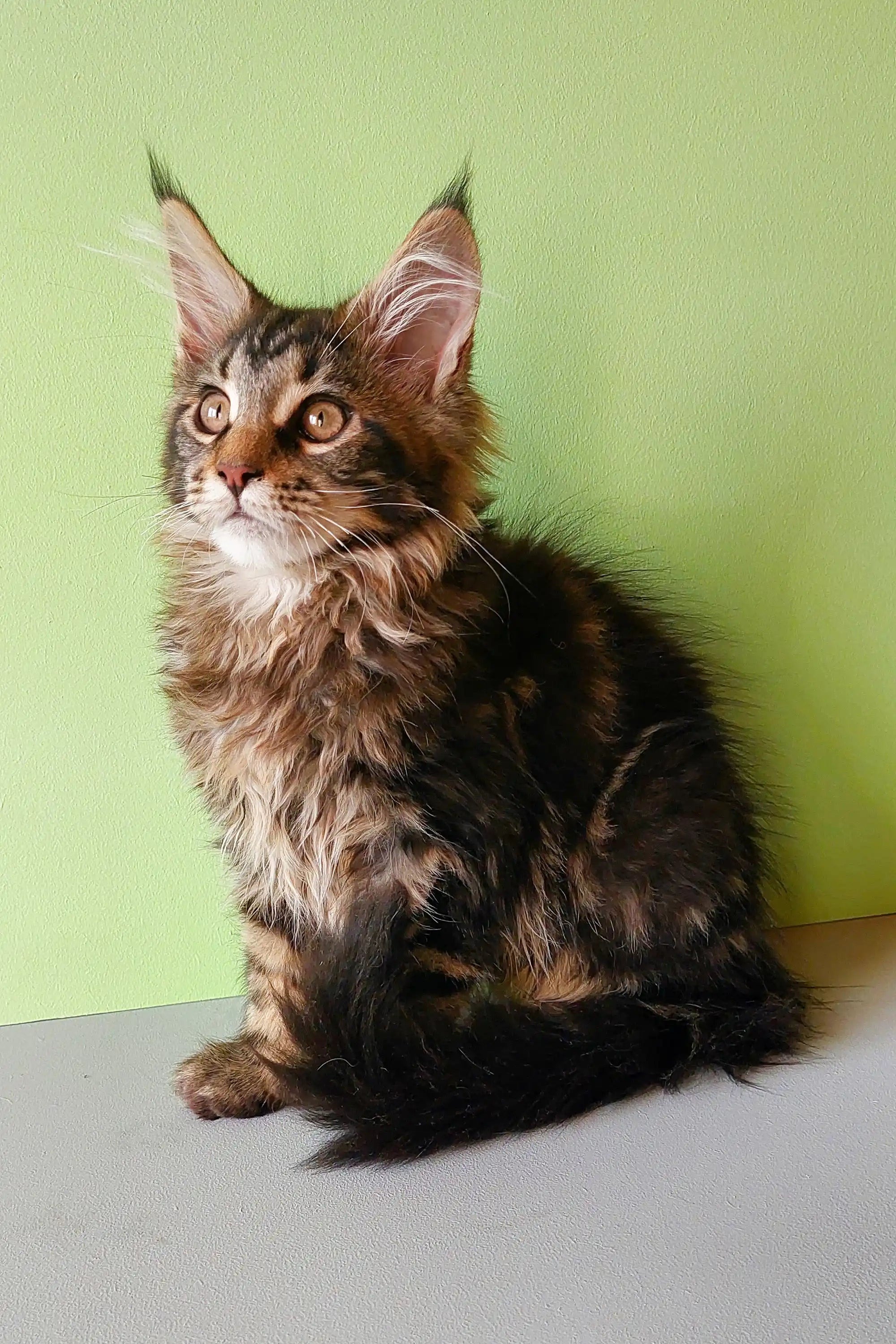 Maine Coon Kittens for Sale Yeshua | Kitten