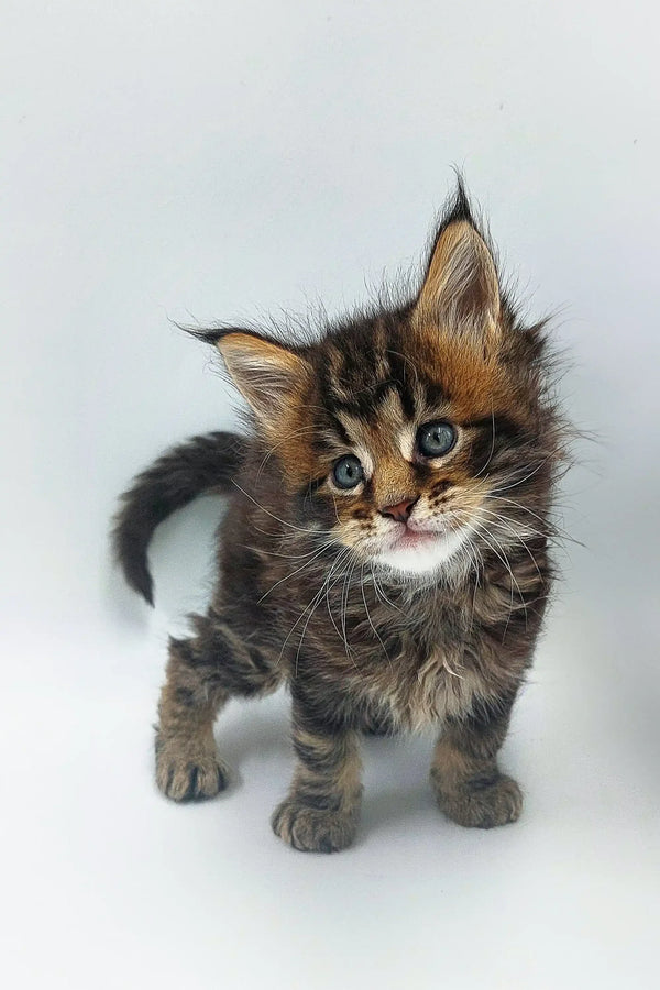 Fluffy Maine Coon kitten Yo-yo with bright eyes and perky ears ready for fun