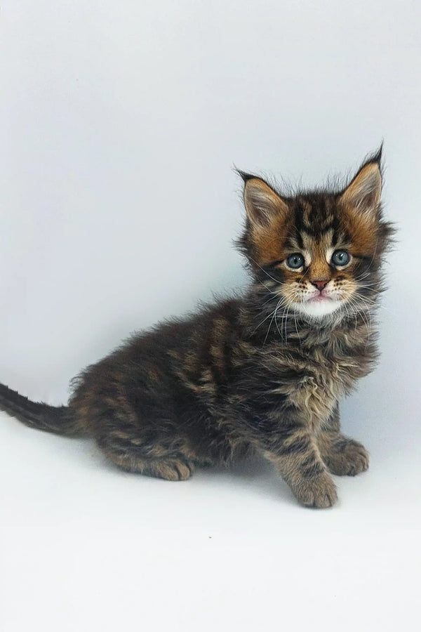 Fluffy Maine Coon kitten with tabby markings and alert look in Yo-yo product