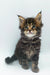 Fluffy Maine Coon kitten with wide eyes and pointed ears ready for fun