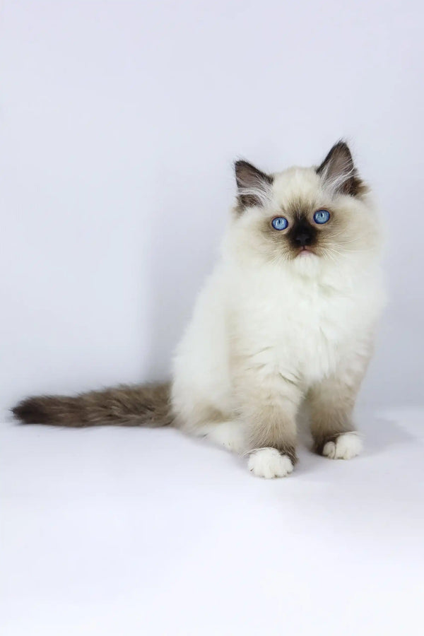 Fluffy Ragdoll kitten named Yo-Yo, super cute and playful little furball