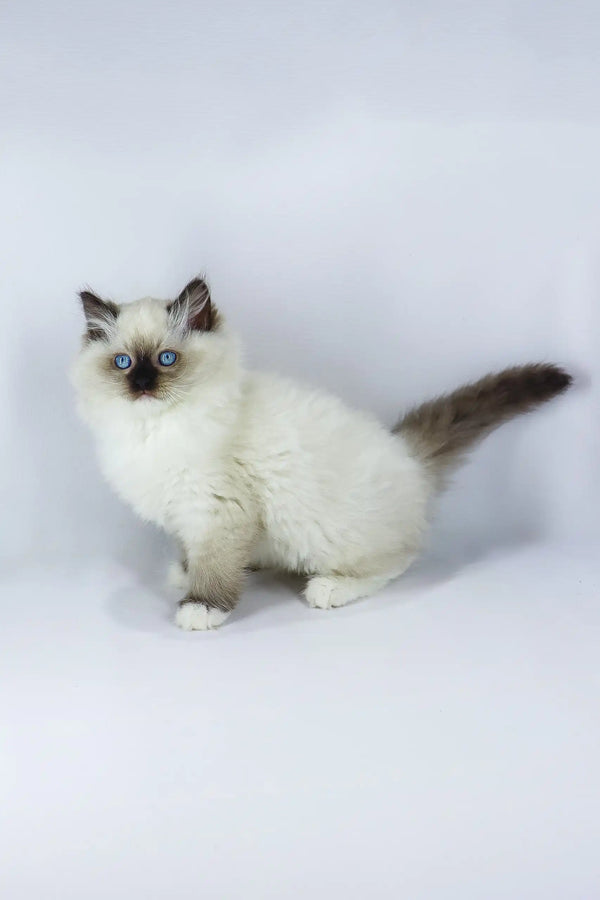 Fluffy Ragdoll kitten Yo-Yo with stunning blue eyes looking adorable and playful