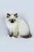 Fluffy Birman kitten with stunning blue eyes in the Yo-Yo Ragdoll Kitten product