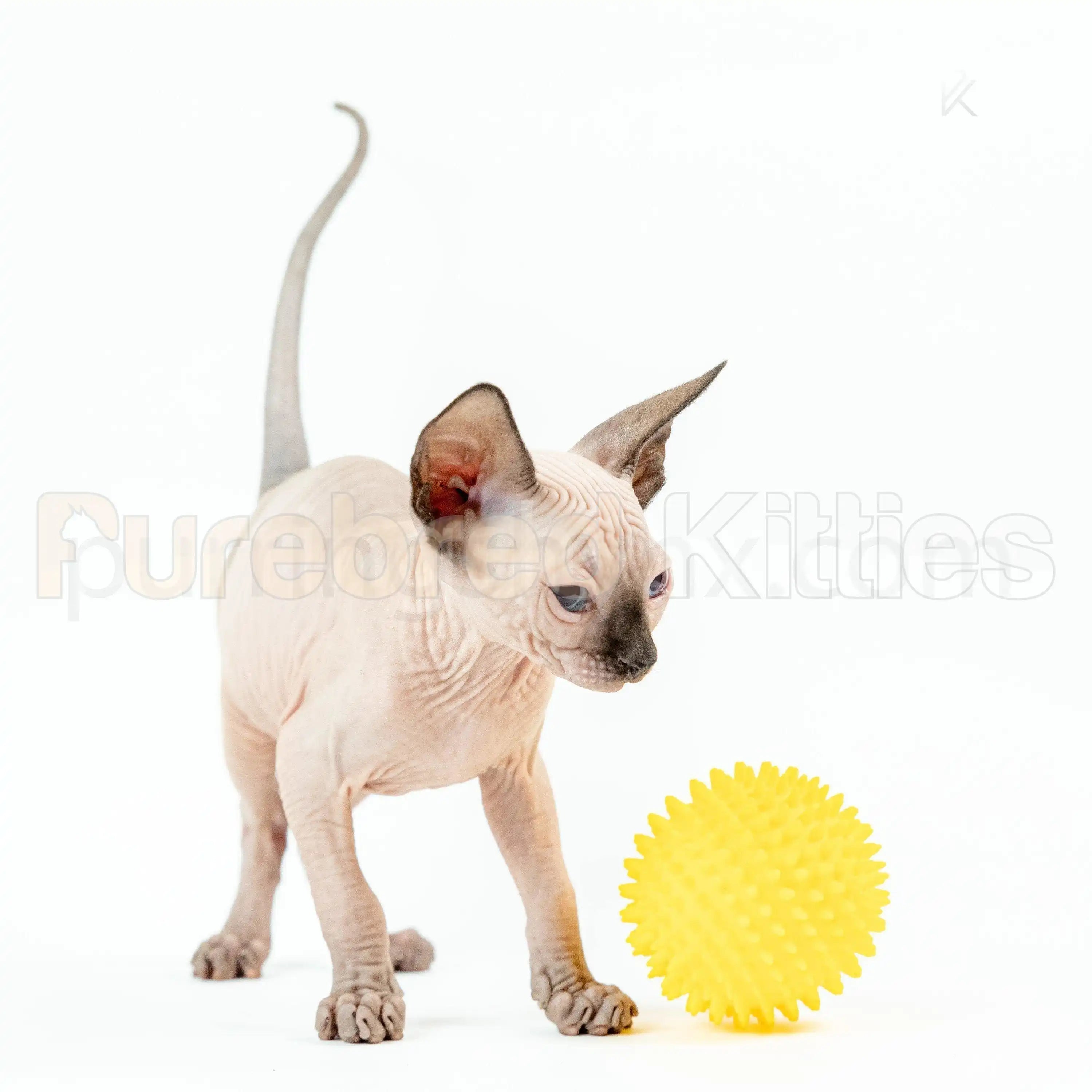 Sphynx Cats and Kittens for Sale Yoda | Kitten