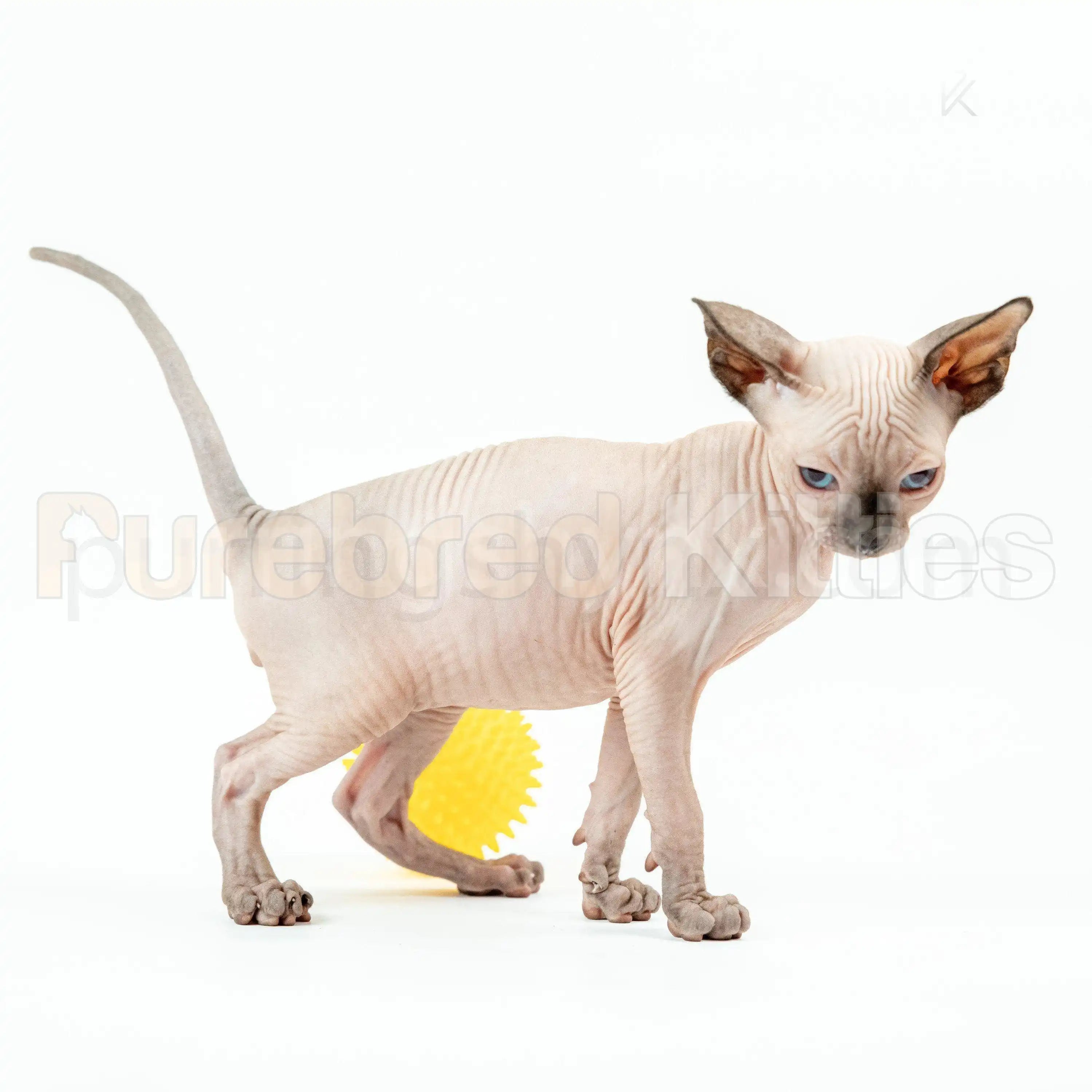 Sphynx Cats and Kittens for Sale Yoda | Kitten
