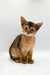 Cute Abyssinian kitten with big ears and ticked coat perfect for Yoga Abyssinian Kitten