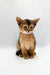 Adorable Abyssinian kitten sitting upright, ready for yoga poses today!