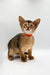 Tabby kitten in a red collar promoting the Yoga Abyssinian Kitten today