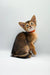 Adorable Abyssinian kitten with big ears in a red collar for Yoga Abyssinian Kitten