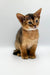 Abyssinian kitten with big ears and tawny coat perfect for Yoga Abyssinian Kitten lovers