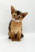 Cute Abyssinian kitten with big ears and expressive eyes perfect for Yoga Abyssinian Kitten