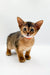 Adorable Abyssinian kitten with big ears and a pink collar in Yoga Abyssinian Kitten