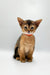 Adorable Abyssinian kitten in a pink collar for Yoga Abyssinian kitten lovers!