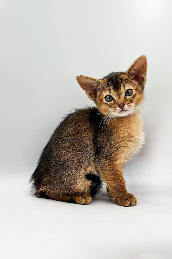 Abyssinian kitten with ticked fur and big ears, perfect for Yoga Abyssinian Kitten fans